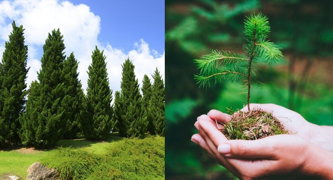 Are Pine Trees Easy to Grow?