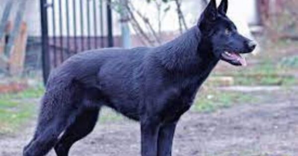 A stunning new breed is the Lycan shepherd