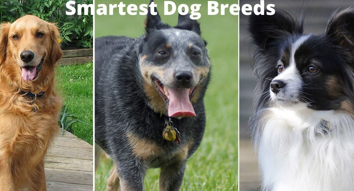 Which Dog Breed Is Most Intelligent?