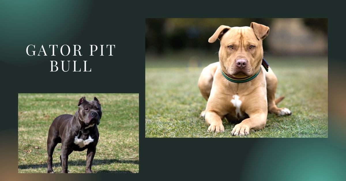 What Is a Gator Pitbull, Basically?
